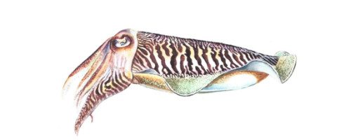 latelier-du-pecheur-boutique-cassis-poisson-1
