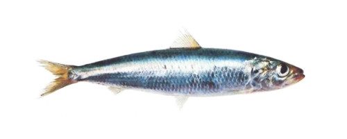 latelier-du-pecheur-boutique-cassis-poisson